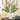 Artichoke Tulipiere - White