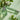 Nest Perfume Oil - Indian Jasmine