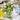 Artichoke Tulipiere - Light Blue