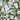 Oh My Mahjong - Willow Mahjong Tiles